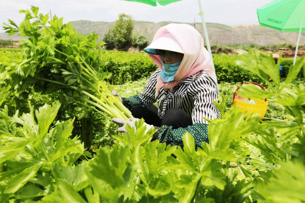 甘肃定西高原夏菜进入采收旺季