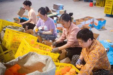 高质量发展调研行丨湖北秭归：夏橙进入销售高峰