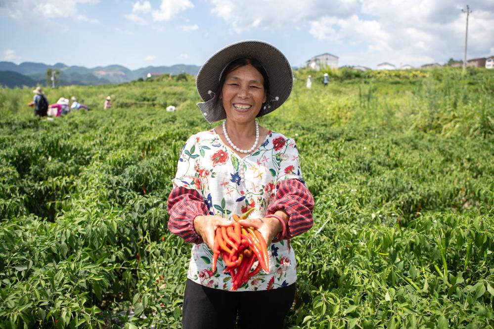 重庆石柱：辣椒产业让村民日子更红火