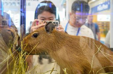 第25届亚洲宠物展在沪开幕