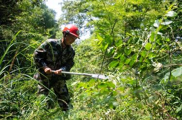 新华全媒+丨湖南浏阳：林长制护航古树长青