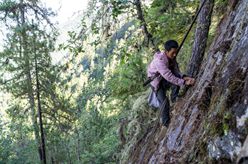 西藏察隅：喜马拉雅深处的“采山人”