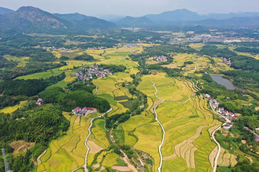 “飞阅”秋收“好丰景”丨梯田“瞰秋”