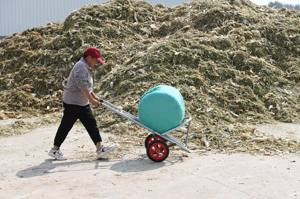 河南沁阳：秸秆变饲料 环保又增收