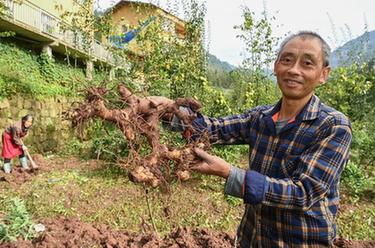 高质量发展调研行丨重庆石柱中益乡：特色黄精产业助力乡村振兴