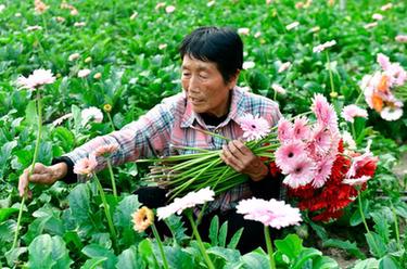 山东定陶：助力乡村振兴的“新花路”