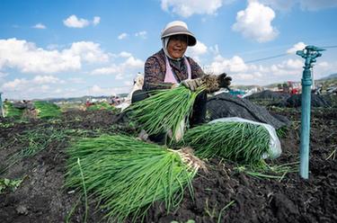 云南鲁甸：香葱香飘致富路