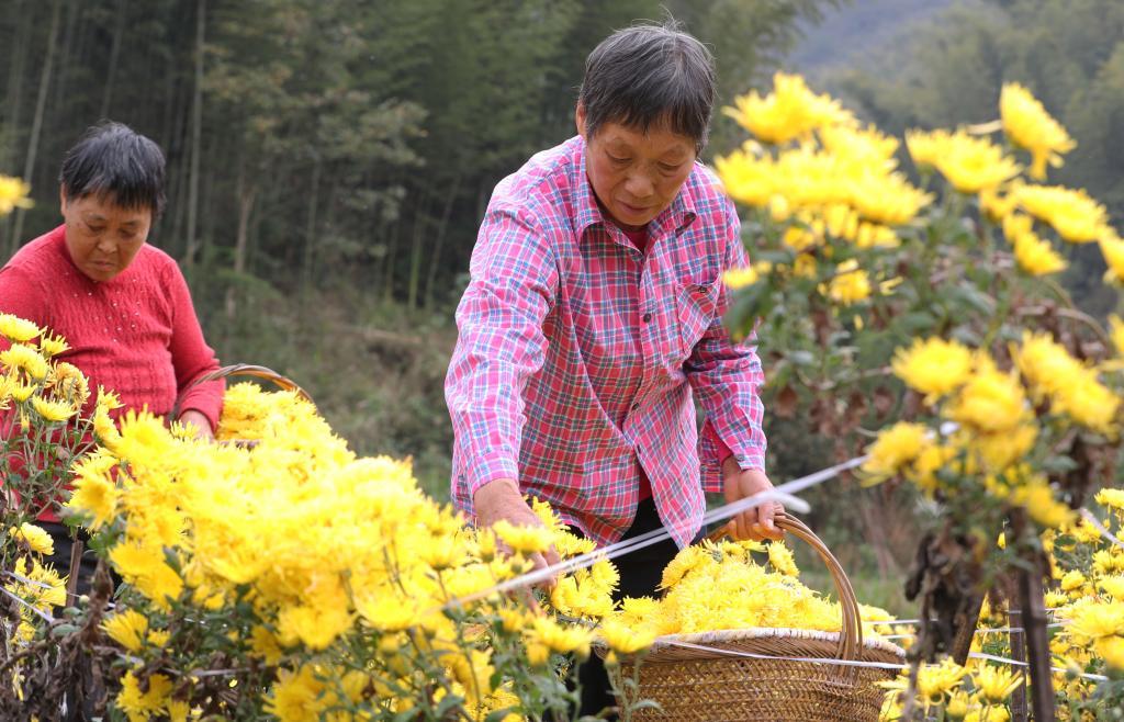 湖南衡阳：皇菊采收忙