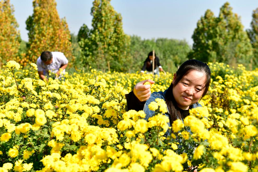 山东嘉祥：有机菊花助增收