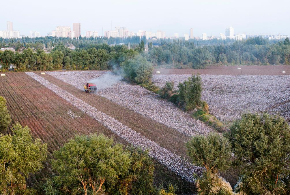 四季中国｜棉花的颜色：皑皑白花 收获希望