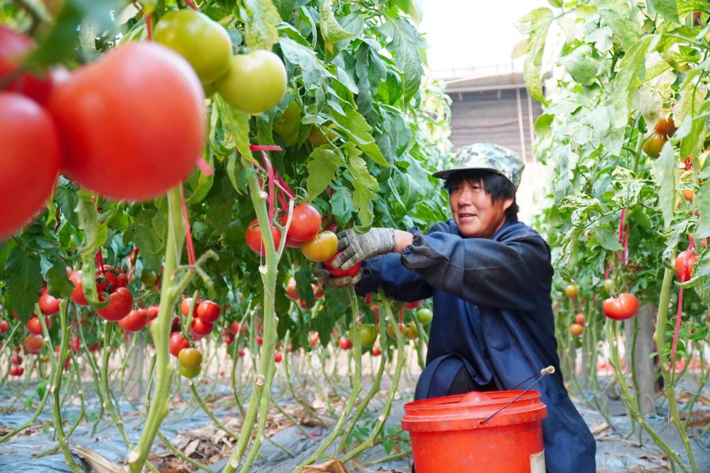 山东临邑：初冬时节大棚西红柿收获忙