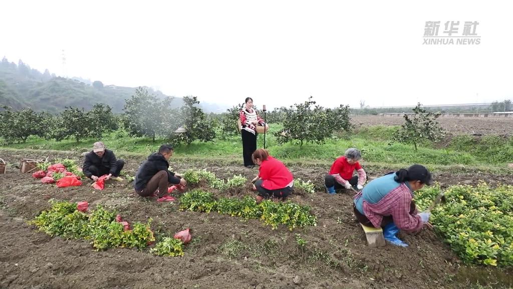 奋进新征程 建功新时代丨环境美日子甜 茅头园村的振兴跑在前