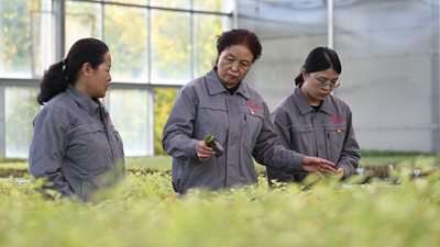 二十大代表风采丨张锦梅：让绿色成为高原最美底色