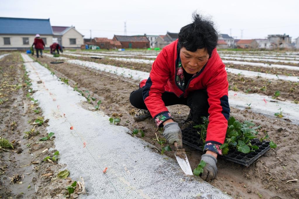 江苏如东：西兰花育苗管护忙