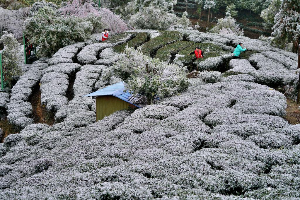 多地迎来降雪