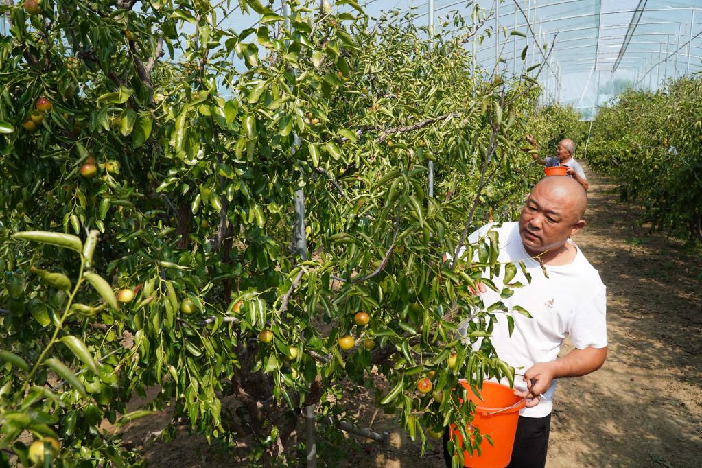 山东沾化：大棚冬枣采摘忙