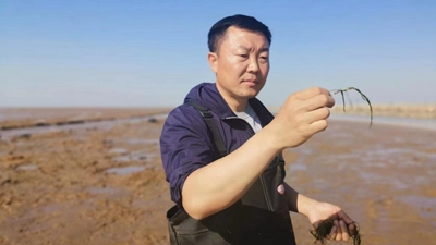 黄河口海底“种草”记