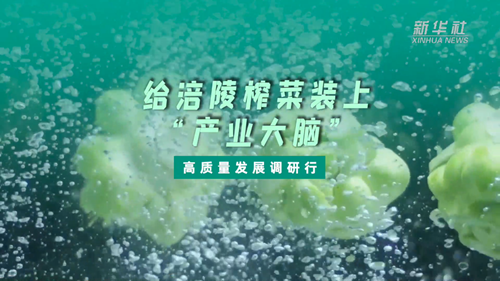 一颗青菜头，缘何长出百亿产业？