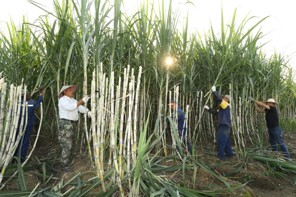 共富工坊里的“甜蜜”事业